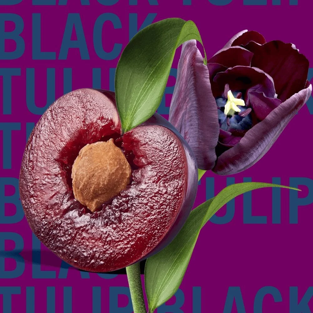 Shay & Blue Black Tulip Eau De Parfum 10ml - Image 3